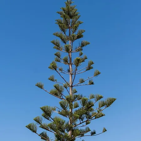 Апартаменти Andys House Ханья (Крит)